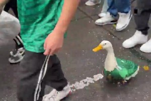 墨西哥人有多愛足球??連鵝都穿上球衣了