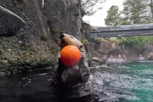 萌到犯規(guī)！海獺在泳池里玩籃球，還能扣籃